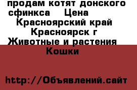 продам котят донского сфинкса, › Цена ­ 3 000 - Красноярский край, Красноярск г. Животные и растения » Кошки   